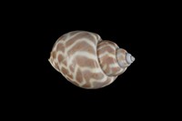 藏品(臺灣鳳螺)的圖片